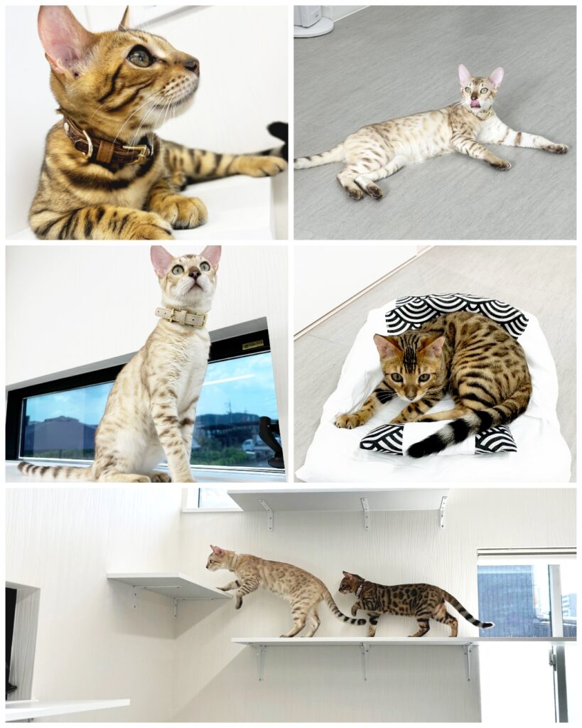 会社猫