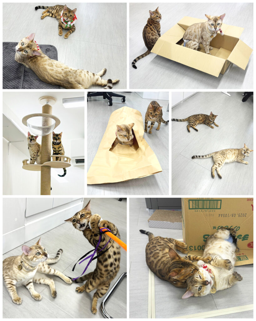 2024会社猫①