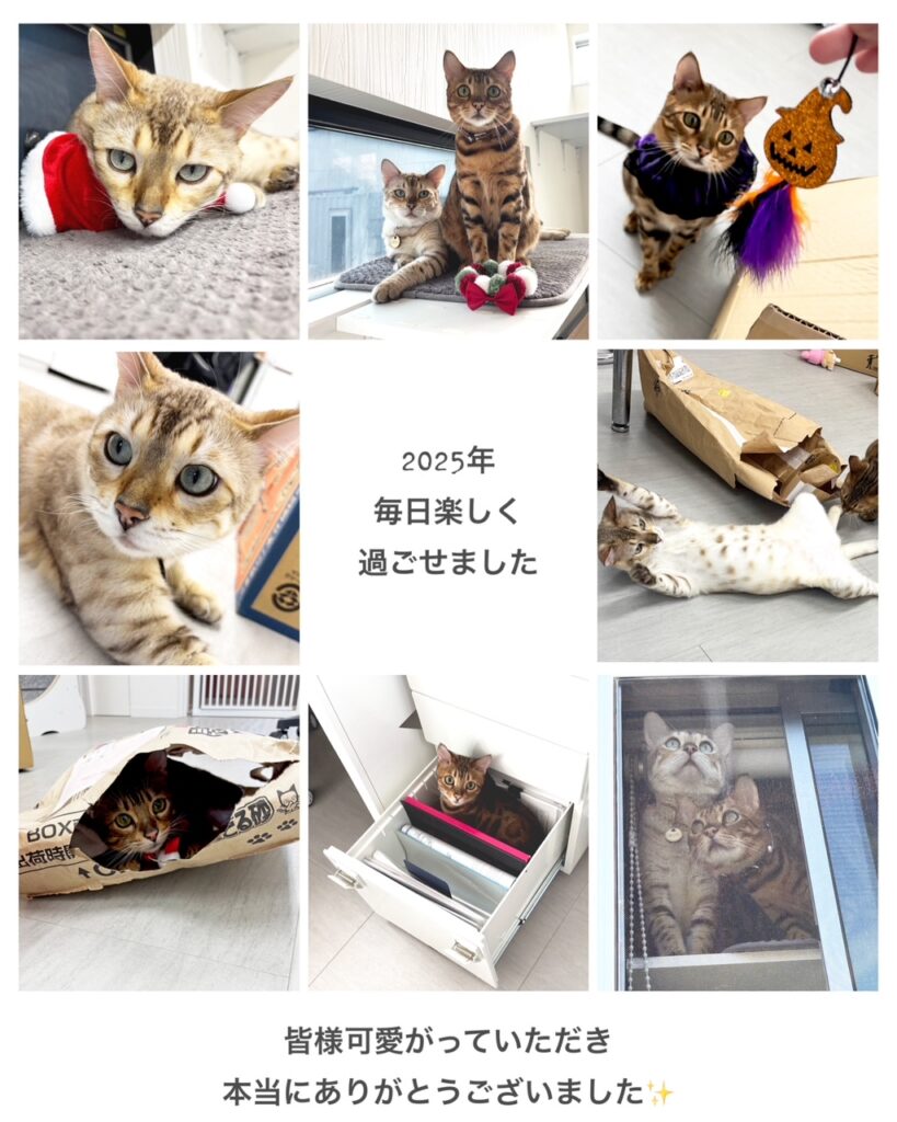 有限会社オノダ会社猫ベンガルズ