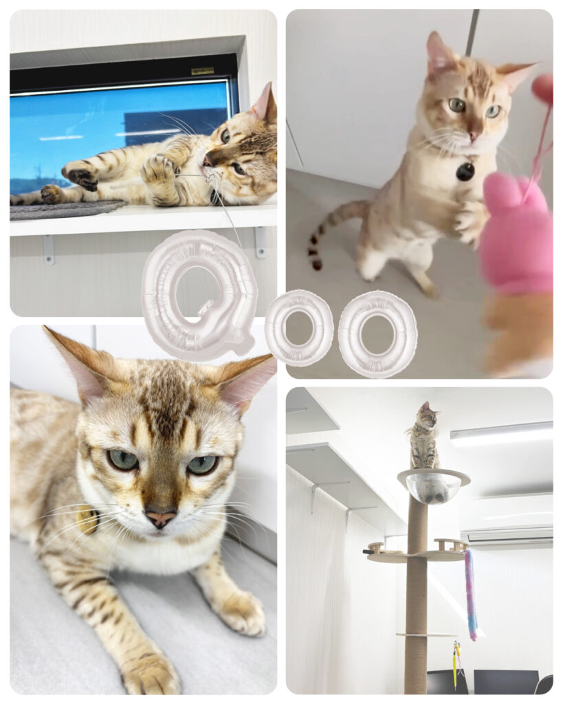 有限会社オノダ社員猫クウ１