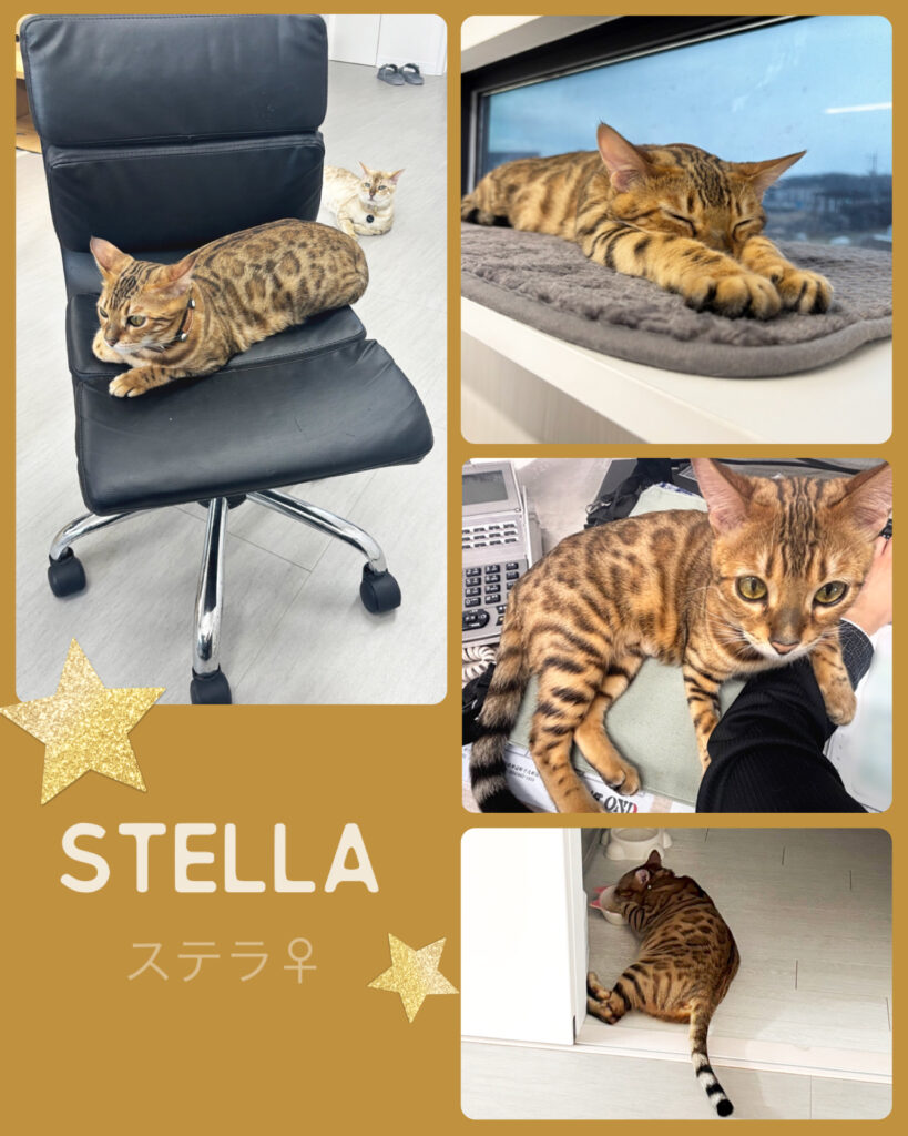 有限会社オノダ社員猫ステラ2
