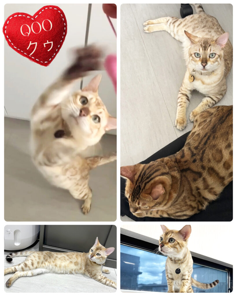 有限会社オノダ社員猫クウ２