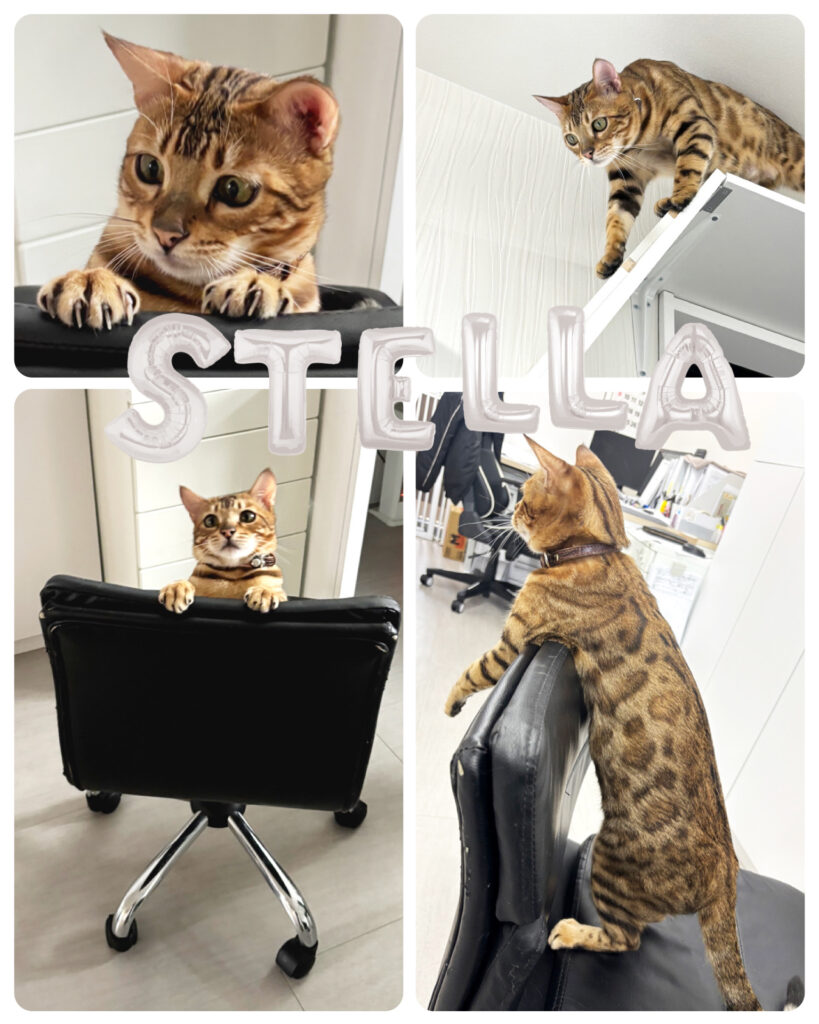 有限会社オノダ社員猫ステラ