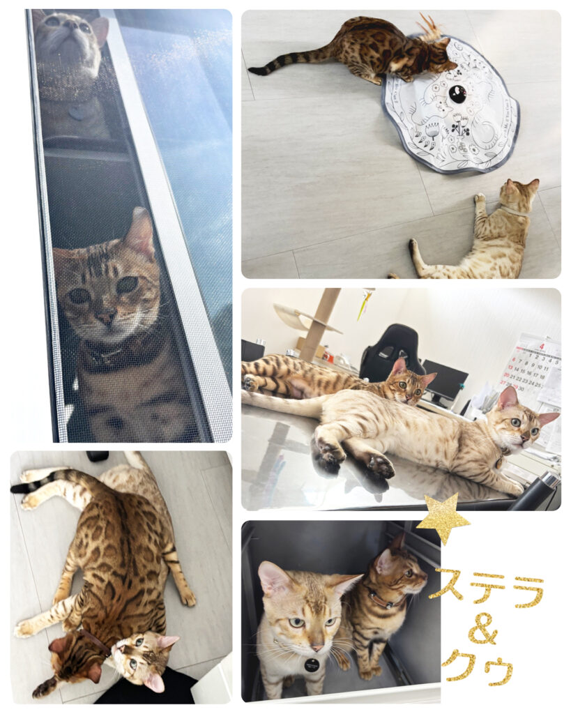 有限会社オノダ社員猫ステラとクウ