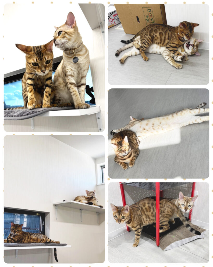 有限会社オノダ社員猫ステラとクウ２