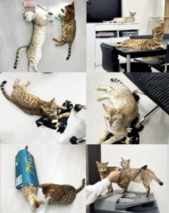 社員猫ベンガルズ