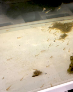 鯉の稚魚成長記録1