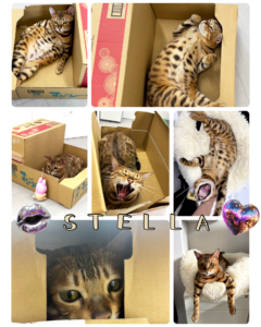 社員猫ステラ
