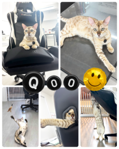 社員猫クウ