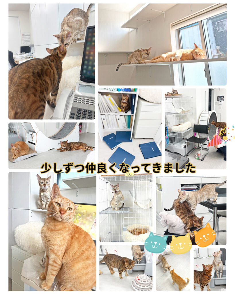 有限会社オノダで働く社員猫たちの写真